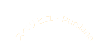 スベリヒユ Purslane